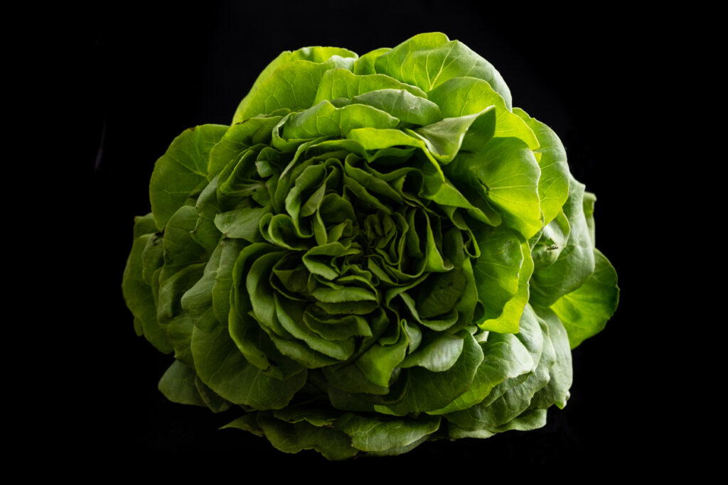 Top view of lettuce on black background